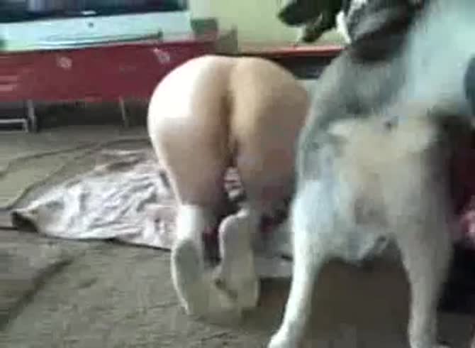 Video :Animal porn tube in webcam with a beautiful babe and dog